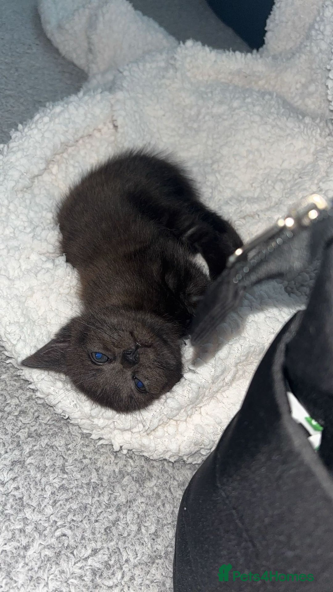 Mixed Breed cats for sale: Mixed breed kittens  - Advert 7