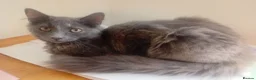 Russian Blue cats for sale: Russian blue mix with Scottish fold  - Advert 2