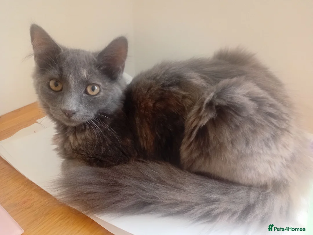 Russian Blue cats for sale: Russian blue mix with Scottish fold  - Advert 2