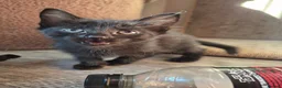 Mixed Breed cats for sale: Two female kittens  in Burnley - Advert 3