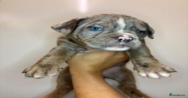 Olde English Bulldogge dogs - Advert 1