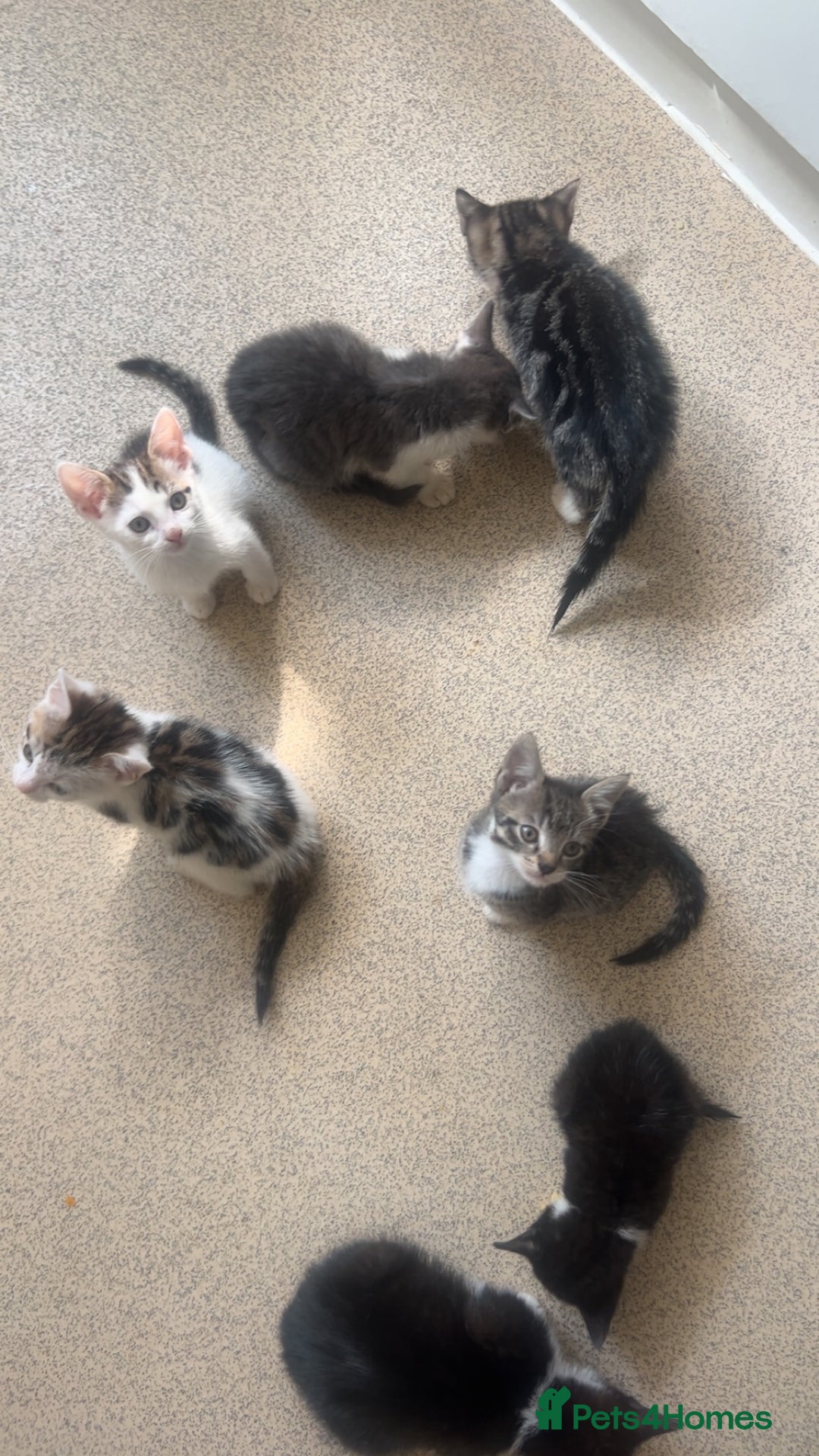 Bengal cats for sale: Very friendly kittens for sale  - Image 2