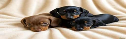 Miniature Dachshund dogs for sale: Top quality miniature dashound kc registered - Advert 5