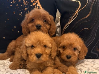 Cockapoo dogs Ready to beautiful cockapoo puppies - Advert 12