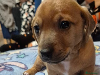 Mixed Breed dogs - Advert 2