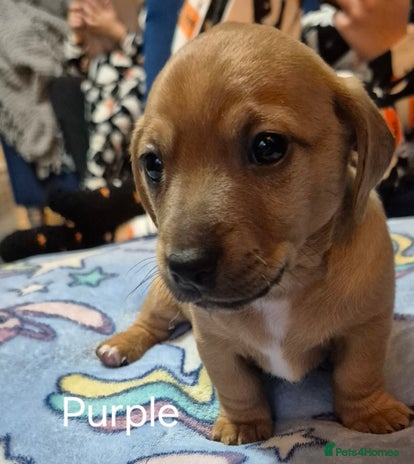 Mixed Breed dogs - Advert 14