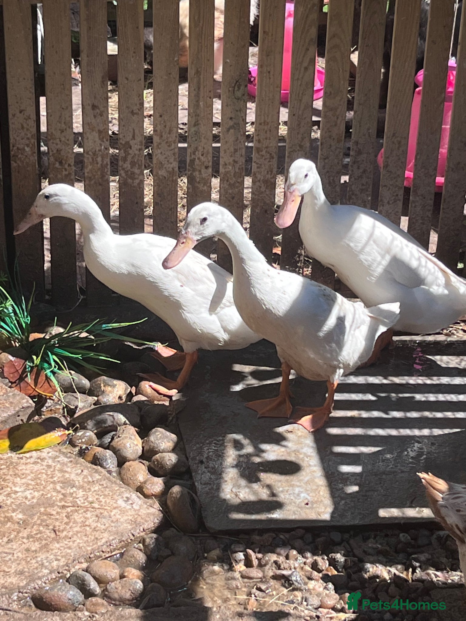 Ducks poultry for sale: 3 female runner rucks - Advert 1