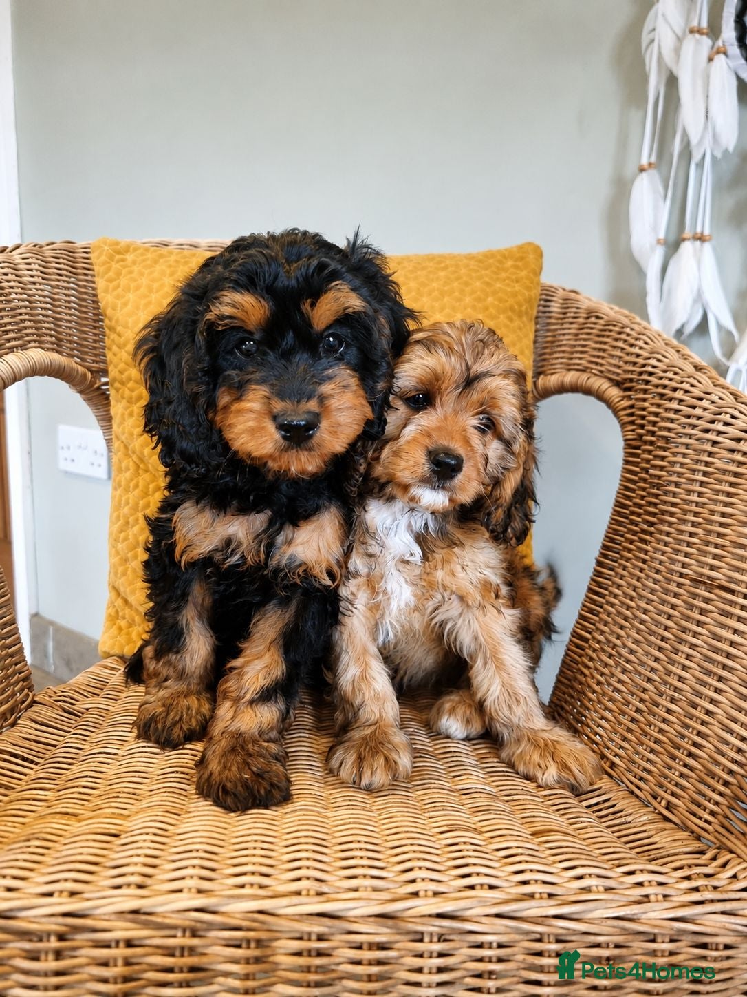 Cavapoo dogs Ready Now - 2 Girl F1 Toy Cavapoos Health Checked - Advert 1