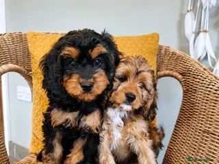 Cavapoo dogs Ready Now - 2 Girl F1 Toy Cavapoos Health Checked - Advert 1