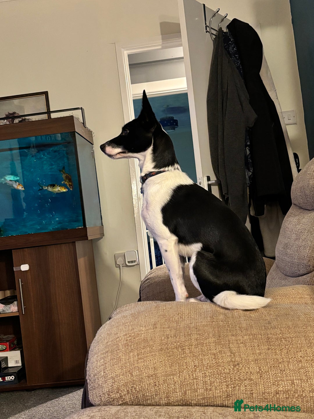 Mixed Breed dogs for sale: Poppy  - Advert 2