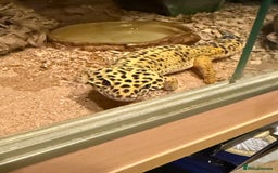Leopard Gecko reptiles for sale: Leopard Gecko 🦎 and enclosure  - Image 2