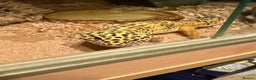 Leopard Gecko reptiles for sale: Leopard Gecko 🦎 and enclosure  - Advert 2