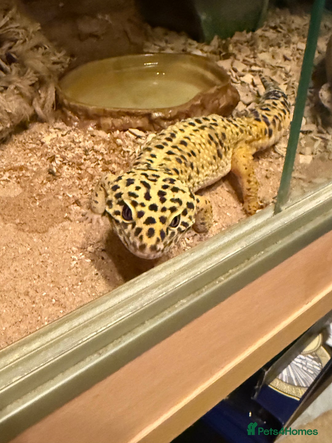 Leopard Gecko reptiles for sale: Leopard Gecko 🦎 and enclosure  - Image 2