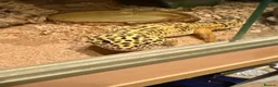 Leopard Gecko reptiles for sale: Leopard Gecko 🦎 and enclosure  - Advert 2