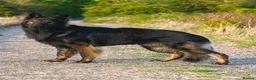 German Shepherd dogs for sale: ⚠️Working Line German Shepherds - Advert 8