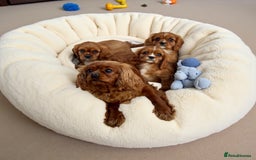 Cavalier King Charles Spaniel dogs for sale: 3 kc reg ruby boy puppies looking for homes - Image 2