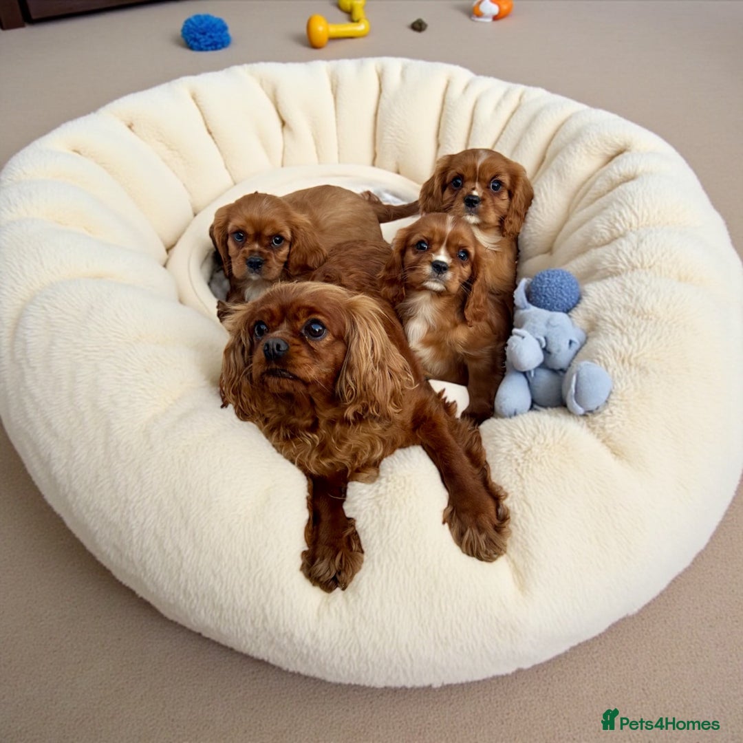 Cavalier King Charles Spaniel dogs for sale: 3 kc reg ruby boy puppies looking for homes - Image 2