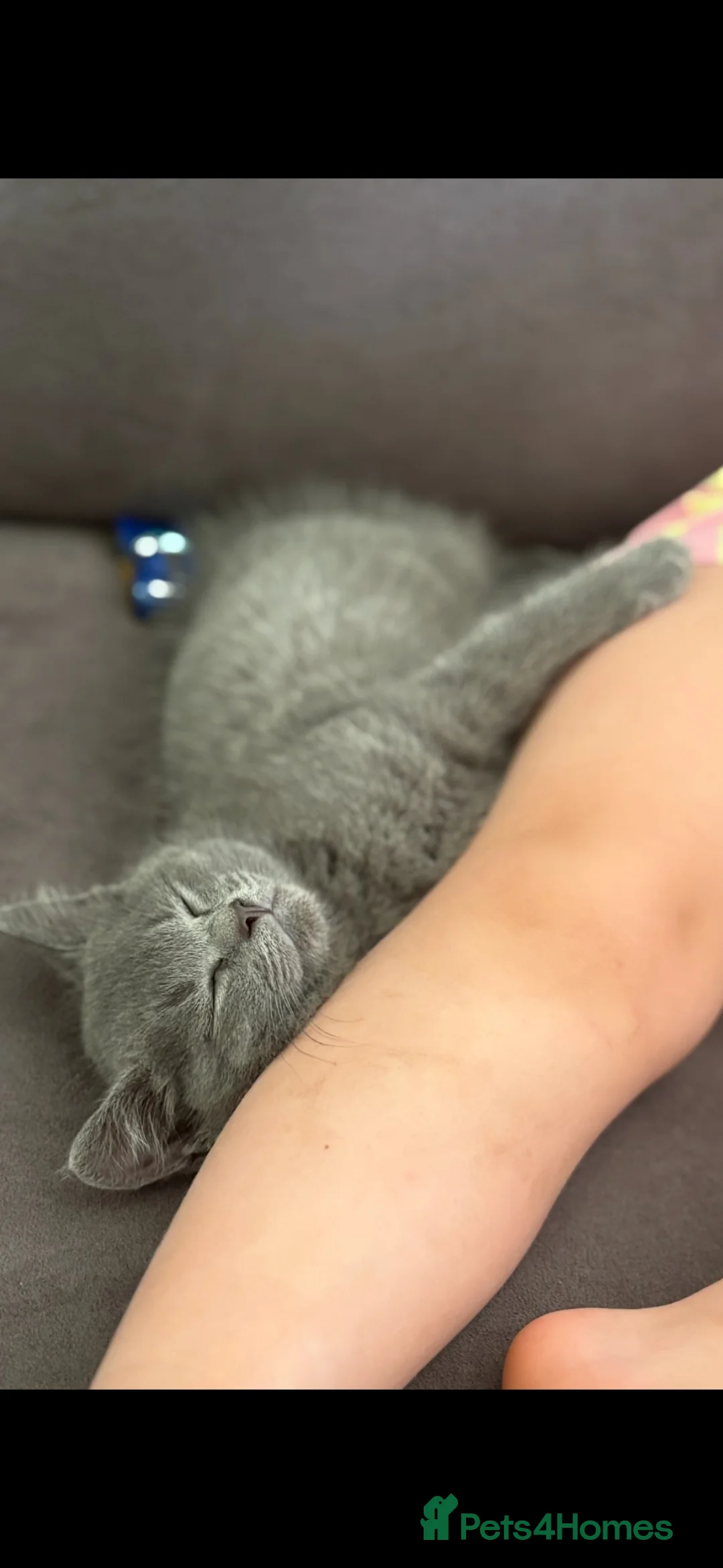 British Shorthair cats for sale: -£140-Mixed British Short Hair Kitten  - Advert 2