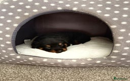 Rottweiler dogs for sale: LAST PUPS REMAINING. READY TO LEAVE  - Image 19