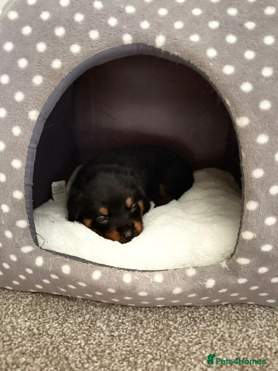 Rottweiler dogs for sale: LAST PUPS REMAINING. READY TO LEAVE  - Image 19