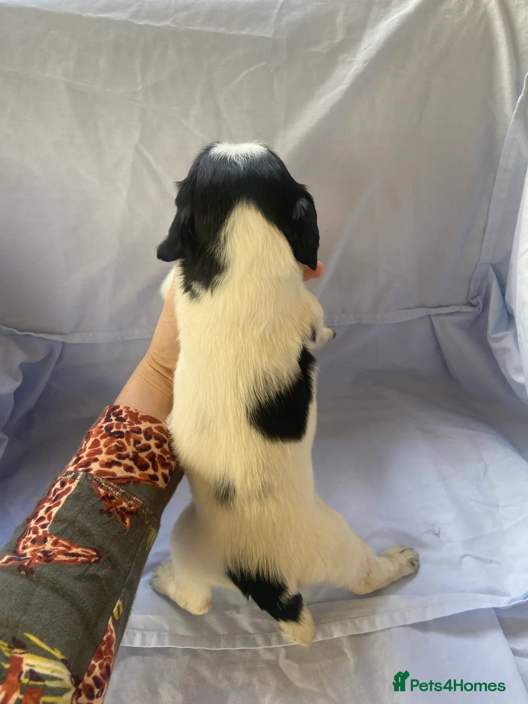 Cocker Spaniel dogs for sale: Working type Cocker Spaniel Puppies 🐶🐾  - Advert 15