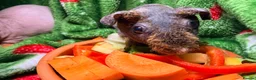 Guinea Pig rodents for sale: Skinny Pig Babies Boy & Girls - Advert 13
