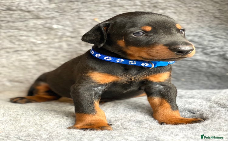 Dobermann dogs - Advert 2