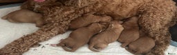 Cockapoo dogs for stud: Proven F1 cockerpoo for Stud in Sutton-in-Ashfield - Advert 28