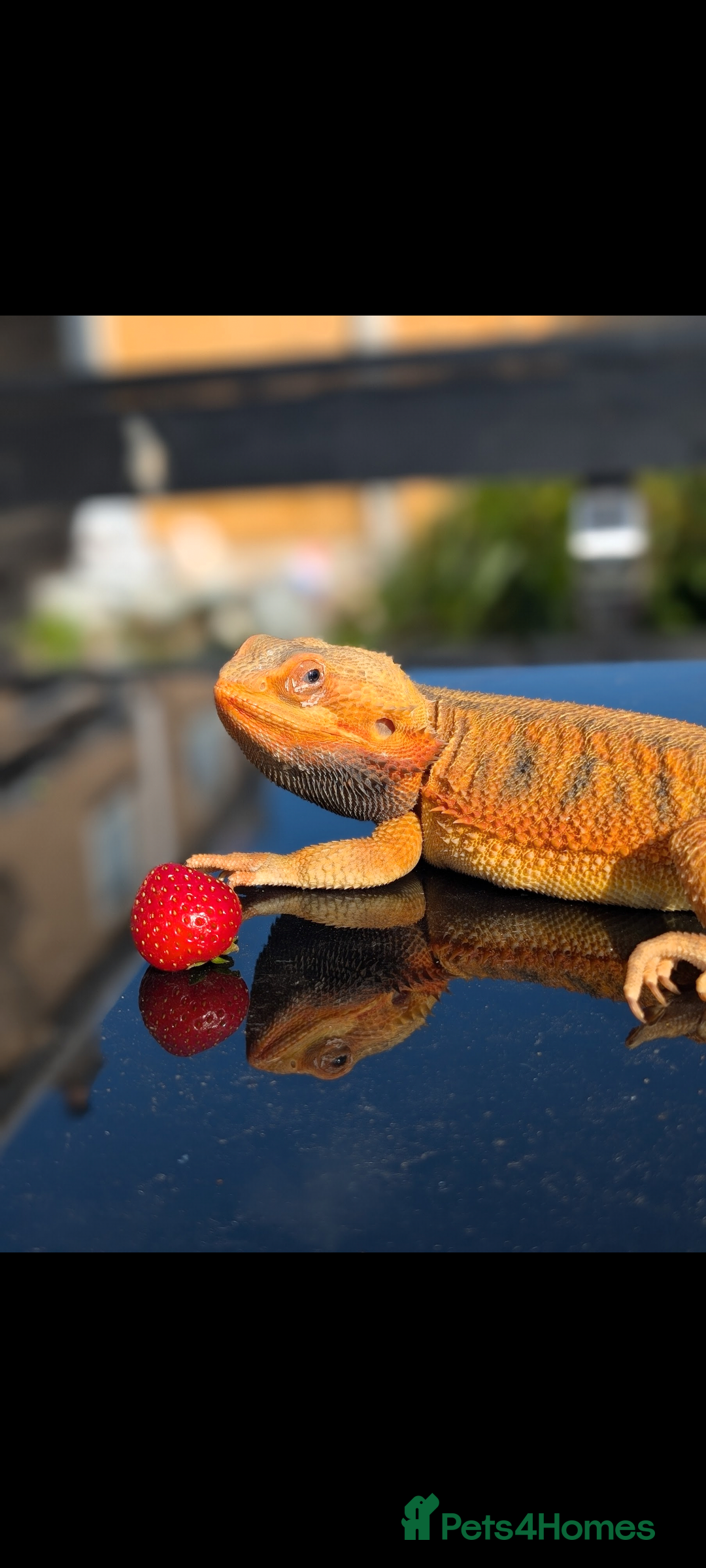 Bearded Dragon reptiles for sale: Bearded Dragon - Image 3