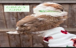Shih Tzu dogs for sale: Shih tzu  - Image 3