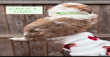 Shih Tzu dogs - Advert 9