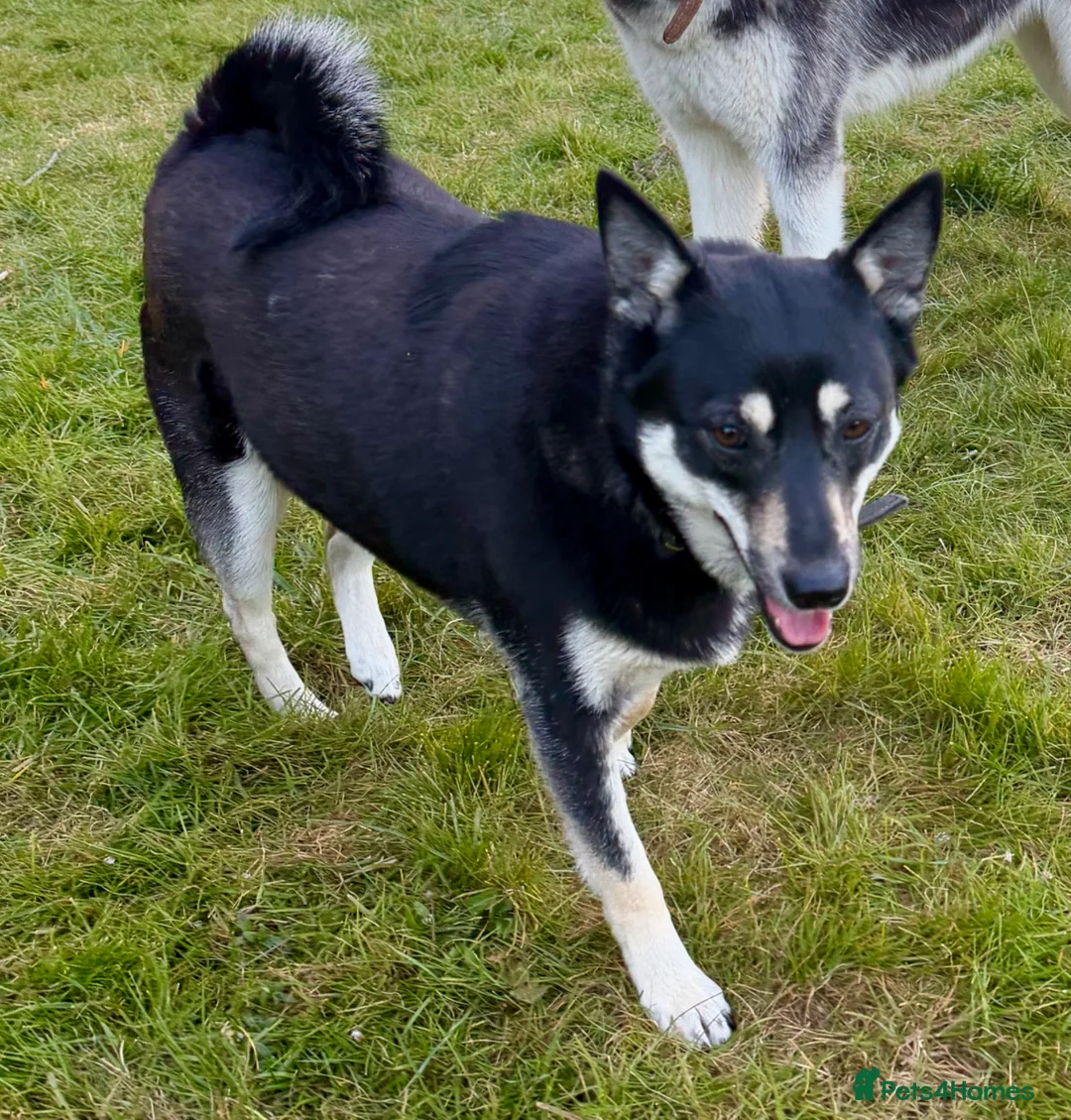 German Shepherd dogs for adoption: 🐾 JANE – Female German Shepherd 🐾 - Advert 1