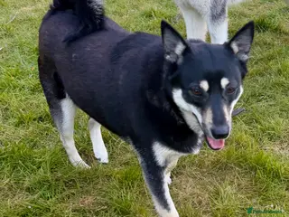 German Shepherd dogs 🐾 JULIE – Female German Shepherd 🐾 - Advert 4