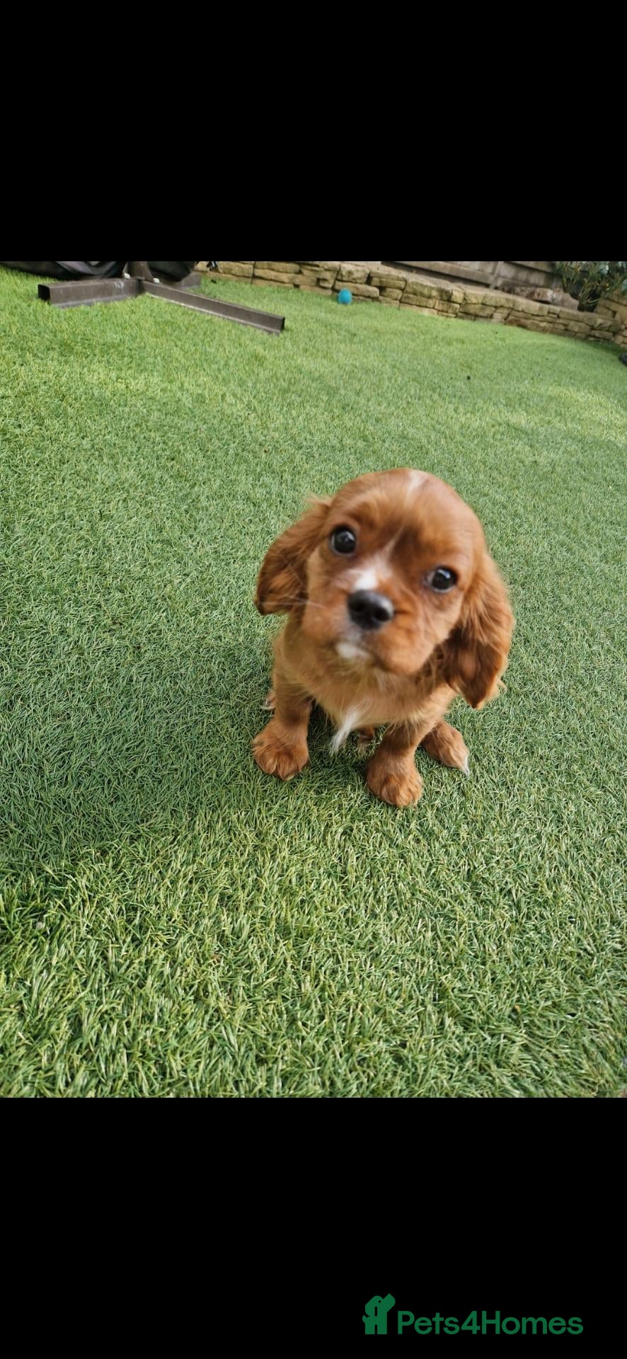 Cavalier King Charles Spaniel dogs KC Cavalier King Charles Spaniel!DNA tested! - Advert 6
