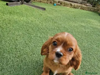 Cavalier King Charles Spaniel dogs KC Cavalier King Charles Spaniel!DNA tested! - Advert 6