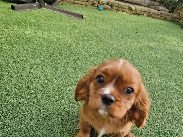 Cavalier King Charles Spaniel dogs KC Cavalier King Charles Spaniel!DNA tested! - Advert 10