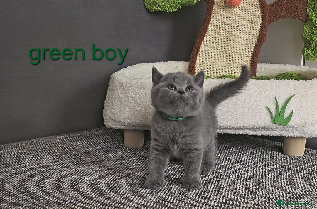 British Shorthair cats for sale: British Shorthair (last girl left) - Image 20