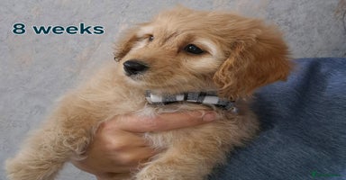 Cavapoochon dogs - Advert 6