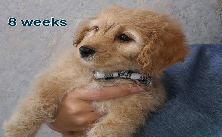 Cavapoochon dogs - Advert 1
