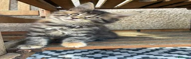 Maine Coon Kitten 3