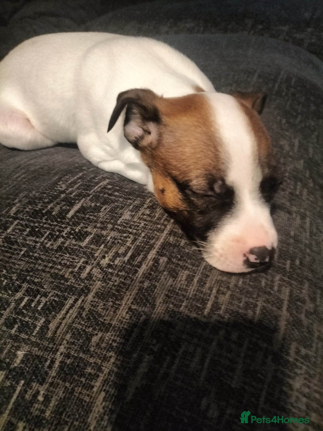 Mixed Breed dogs for sale: Cute litter of puppies  - Advert 13