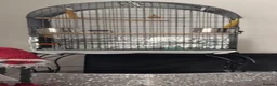 Lovebirds birds for sale: Male and female love birds + cage in Tipton - Advert 3