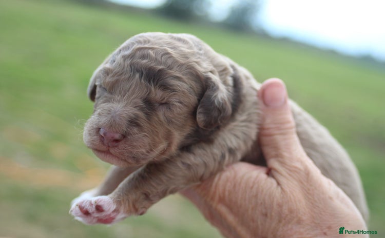 Australian Labradoodle dogs - Advert 1