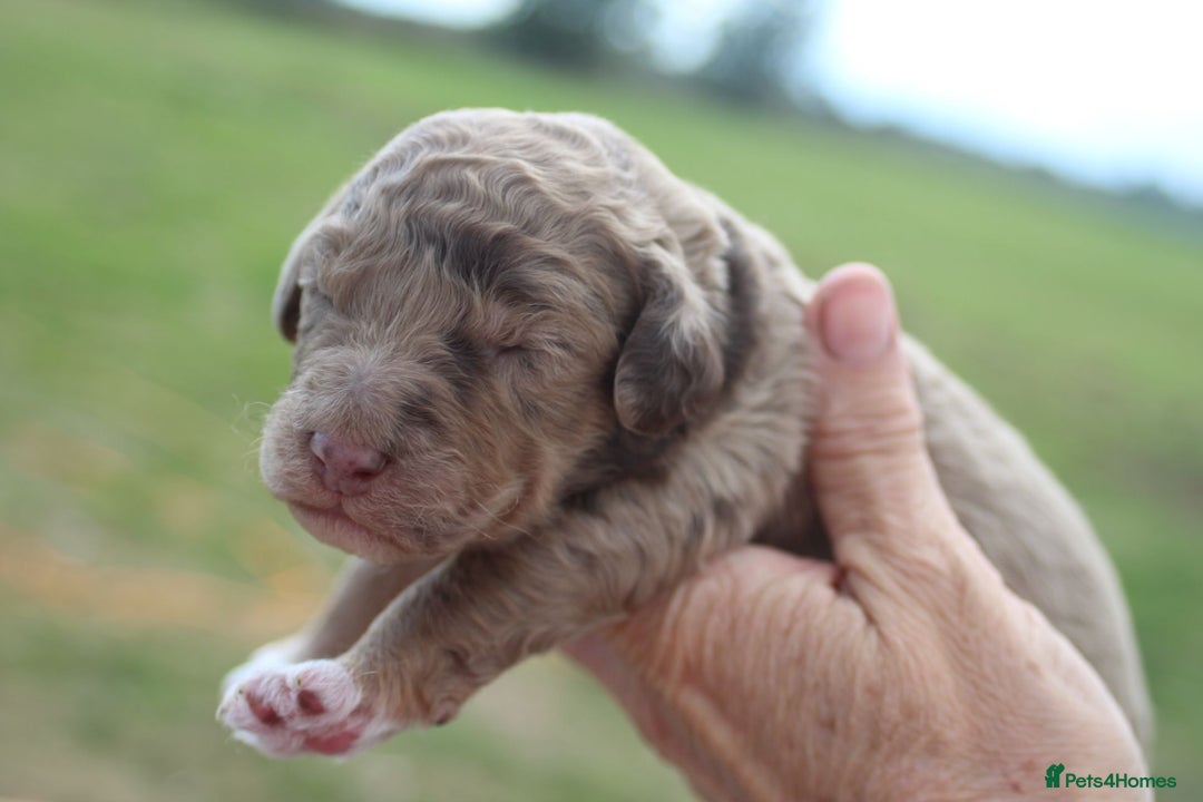 Australian Labradoodle dogs for sale: These pups have it all - Image 1