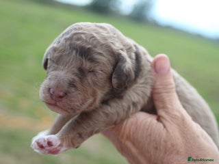 Australian Labradoodle dogs - Advert 5