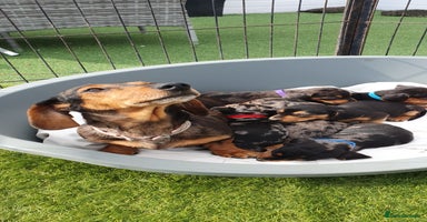 Dachshund dogs - Advert 16