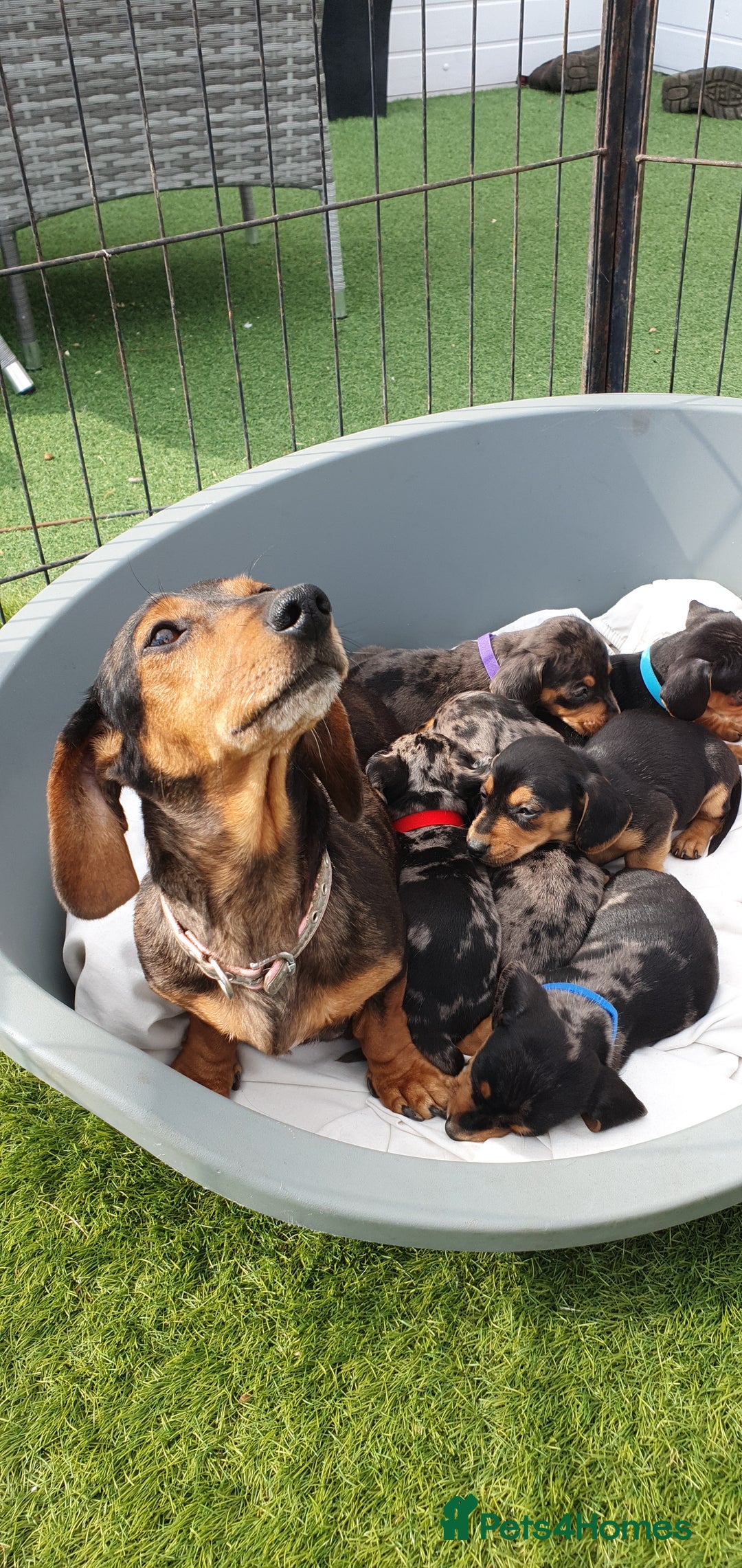 Dachshund dogs for sale: Xxx Beautiful dachshund puppies Xxx - Image 3