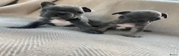 French Bulldog dogs for sale: French bulldog puppy's  - Advert 9