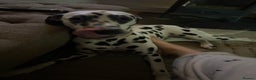 Dalmatian dogs for sale: Dalmatian female 10 months  - Advert 1