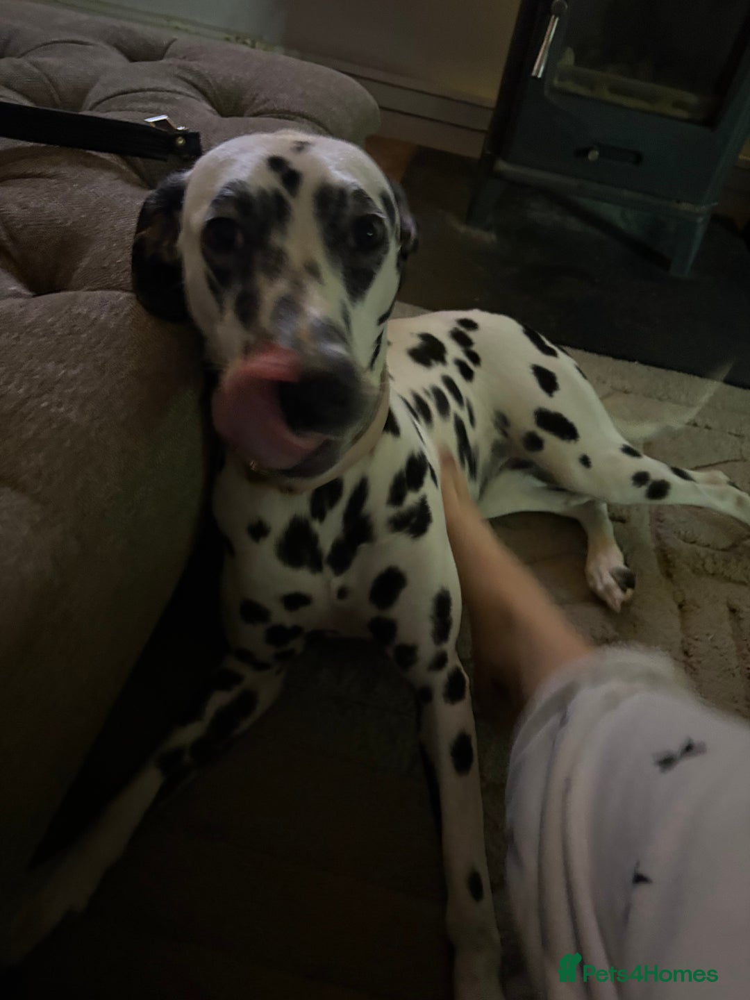 Dalmatian dogs for sale: Dalmatian female 10 months  - Advert 1